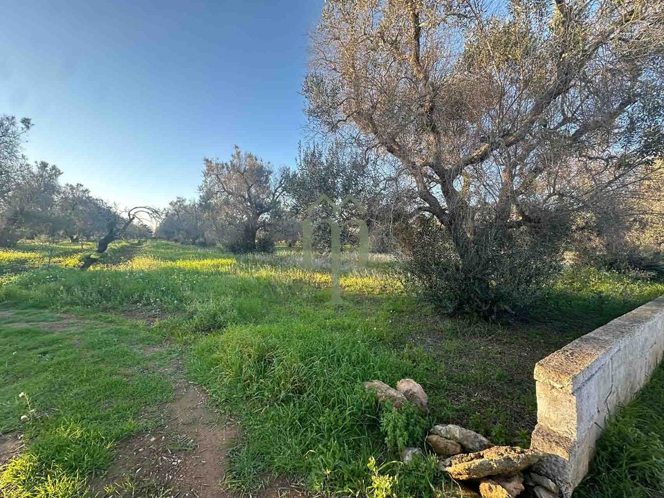 Helårsgrund i Carovigno, Brindisi - foto 4